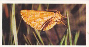 Brooke Bond Vintage Trade Card Woodland Wildlife 1980 No 30 Bordered White Moth