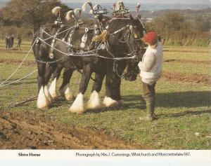 Horses. Shire Horses Nice modern Emglish Postard. Continental size