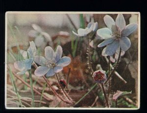 212388 BELARUS Bialowieza Forest ladybug on flower postcard