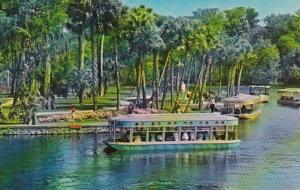 Florida Silver Springs Tree Top View Glass Bottom Boats