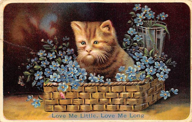 Cat Postcard Old Vintage Antique Cats, Kitten Post Card Writing on back