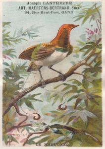 CHROMO LITHO JOSEPH LANTHEERE TRADE CARD LE MANUCODE BIRD MESPLE SIGNED FANTASY