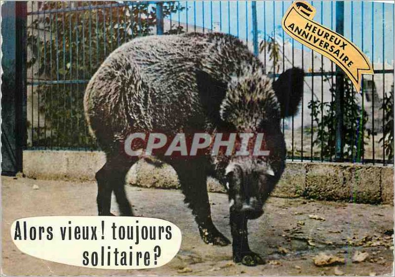 Postcard Modern Humor Animals Boar (Europe)