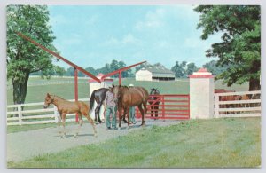 Animal~Horses @ Gate @ Calumet Horse Farm In Kentucky~Vintage Postcard