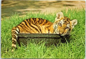 Postcard - Siberian Tiger Cub, San Diego Zoo - San Diego, California