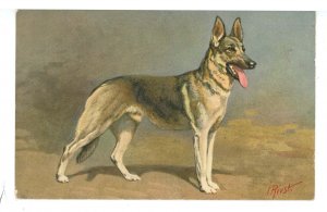 Dogs - Alsatian Wolfhound