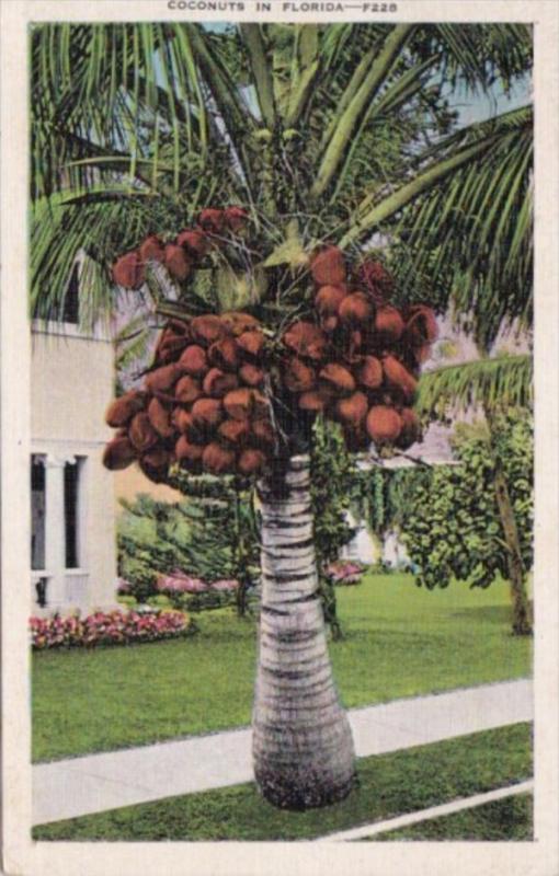 Coconut Palm Tree In Florida