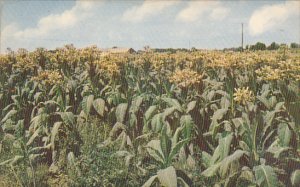 A Field Of Fine Tobacco In Bloom Mike Roberts