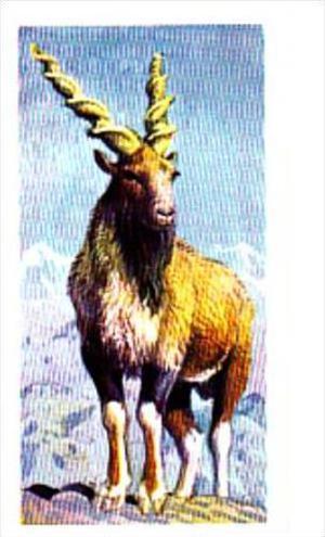 Brooke Bond Trade Card Asian Wildlife No 31 Markhor