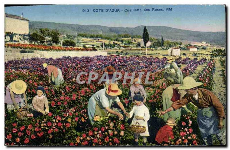 Old Postcard picking roses Cote d & # 39Azur