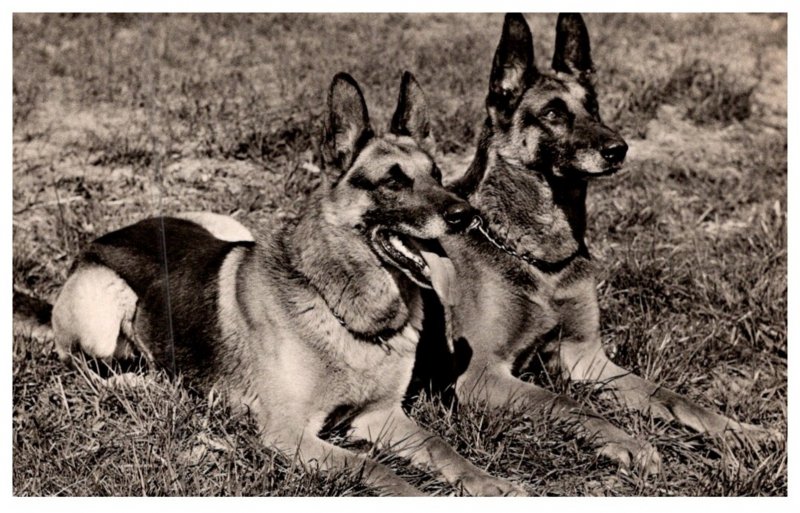 Dog   Police Dogs