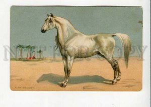 3160781 White ARABIAN HORSE by Alan WRIGHT Vintage Colorful PC
