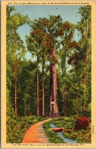 postcard FL - The Cypress Methuselah - The Big Tree on US 17 and 92