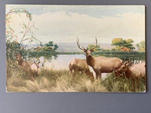 San Joaquin Valley Elk Group Golden Gate Park SF CA Chrome Postcard A1173090051