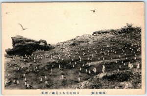 c1920s Izumo, Japan Memisaki Kaigan Island Sea Gull Birds Collotype Photo PC A56