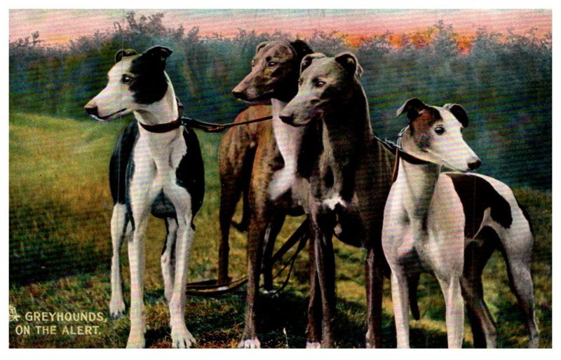 Dog  , Greyhounds  on the Alert