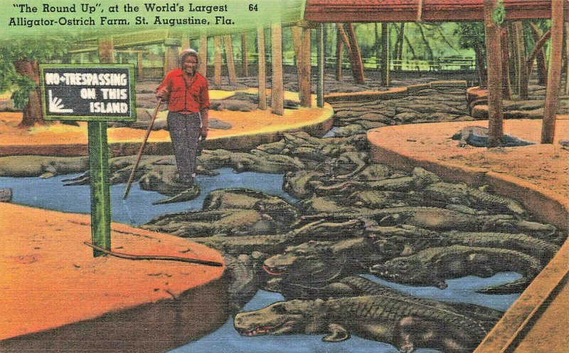 St Augustine FL The Round Up Worlds Largest Alligator Ostrich Farm Postcard