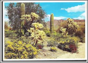 Arizona Spring Brightens the Desert - [AZ-086X]