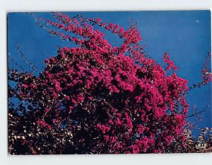 Postcard Bougainvillea, Portugal