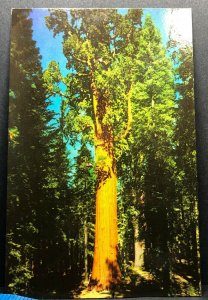 Vintage Postcard General Sherman Tree Sequoia National Park 1960s California