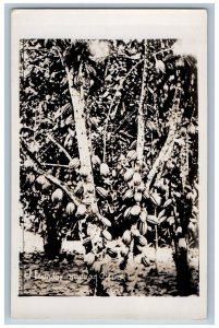Ecuador Postcard Cacao Product Trees with Cacao c1930's Vintage Unposted