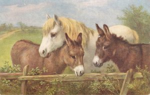 Pony and two donkeys Nice vintage English art postcard