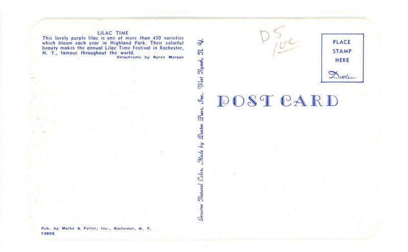 NY - Rochester. Highland Park, Lilacs