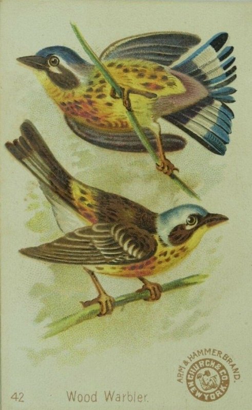 1880's Arm & Hammer Handsome Birds Black Wood Warbler Trade Card P133