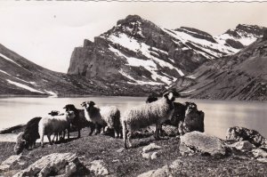 Switzerland Bern Gemmipass Schafherde am Daubensee Real Photo