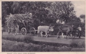 Oxcart With Sugar Canes Barbados Postcard