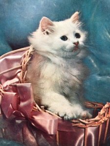 Vintage Postcard 1960s Kitten in a Pink Ribbon Basket Plastichrome Unposted