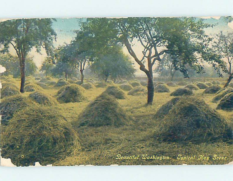 Divided-back TYPICAL HAYSTACKS ON WASHINGTON FARM State Of Washington WA AD7961