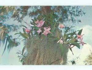 Pre-1980 ORCHID FLOWERS Cypress Gardens - Winter Haven & Lakeland FL E5580