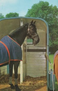 Animals Postcard - Horse and Horse Box   RS22106 