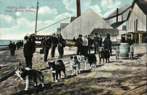 PC CPA US, ALASKA, HAULING WATER WITH DOGS, NOME, Vintage Postcard (b24719)