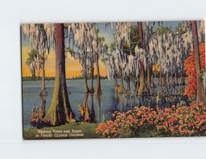 Postcard Cypress Trees and Knees In Florida Cypress Gardens Florida USA