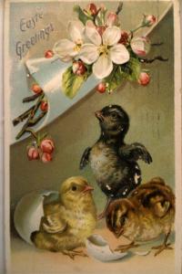 1909 Tuck - RARE BLACK CHICK - cute Easter postcard y4332