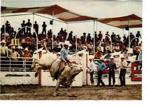 Brahma Bull Riding, Calgary Exhibition and Stampede, Alberta