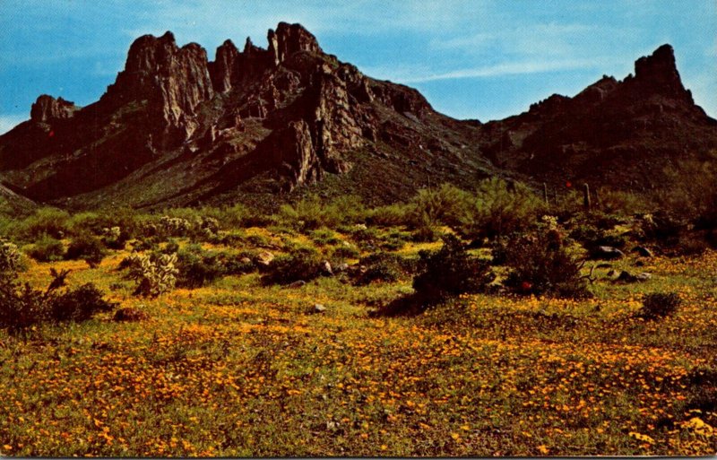 Arizona Desert Ajo Mountains With Spring Wild Flowers 1971