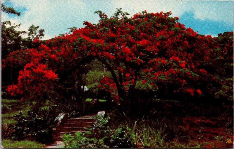 Flamboyant in Full Bloom US Virgin Islands Postcard PC156