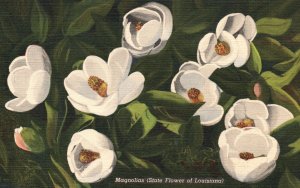 Magnolias State Flower Of Louisiana Garden South Spot Vintage Postcard 1940's