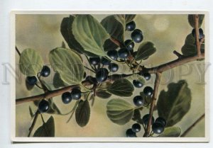 428037 Flower Rhamnus carthartica Vintage Sammelwerk Tobacco Card w/ ADVERTISING