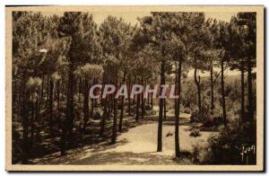 Old Postcard Pyla Sur Mer Les Pins To The Great Dune