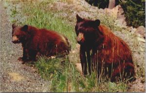 American Black Bears Cub Animals Unused Vintage Postcard D37