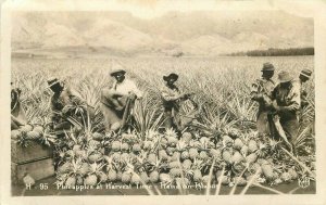 Farm Agriculture 1940s Pineapples Harvest time #H95 RPPC Photo Postcard 20-14080