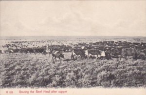 Cows Grazing The Beef Herd After Supper