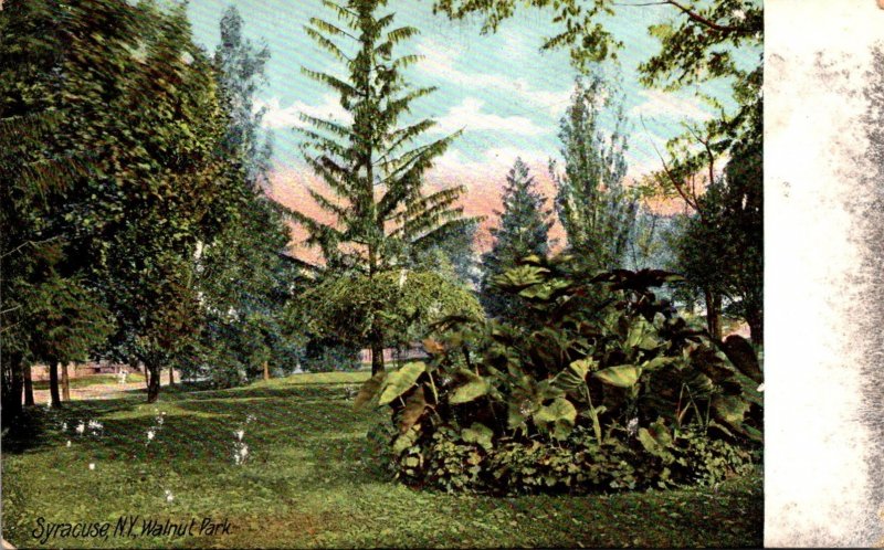 New York Syracuse Scene In Walnut Park 1909