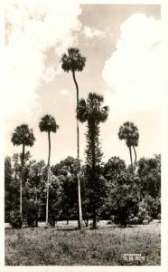 FL - Sebring. Highlands Hammock State Park, Cabbage Palm    *RPPC