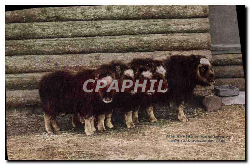 Old Postcard Her Musk Ox of young New York zoological park