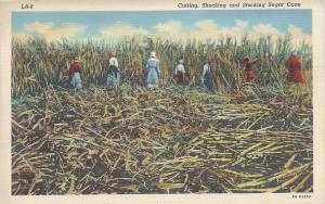 Cutting Shocking and Stocking Sugar Cane, Early Linen Postcard, Unused